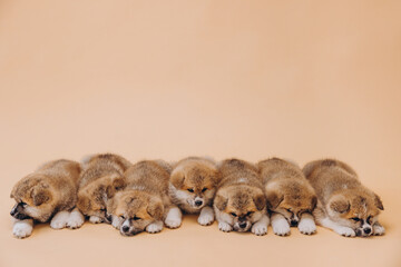 Several Akita Inu puppies are sitting nearby, many puppies, banner, concept: breeding and selling puppies Akita-Inu - 794428264