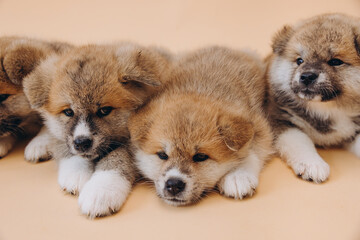 Several Akita Inu puppies are sitting nearby, many puppies, banner, concept: breeding and selling puppies Akita-Inu - 794428457