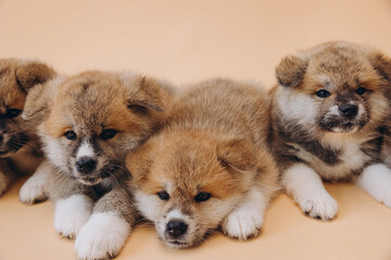 Several Akita Inu puppies are sitting nearby, many puppies, banner, concept: breeding and selling puppies Akita-Inu - 794428471