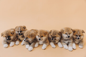 Several Akita Inu puppies are sitting nearby, many puppies, banner, concept: breeding and selling puppies Akita-Inu - 794428603