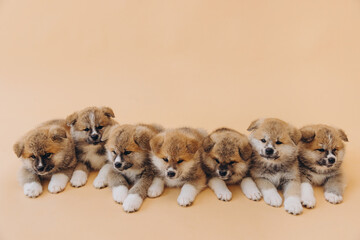 Several Akita Inu puppies are sitting nearby, many puppies, banner, concept: breeding and selling puppies Akita-Inu - 794428646
