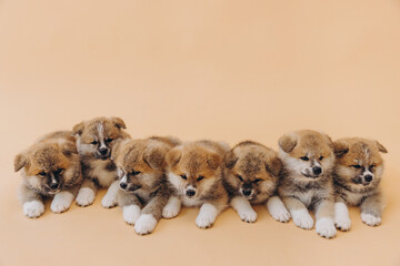 Several Akita Inu puppies are sitting nearby, many puppies, banner, concept: breeding and selling puppies Akita-Inu - 794428673