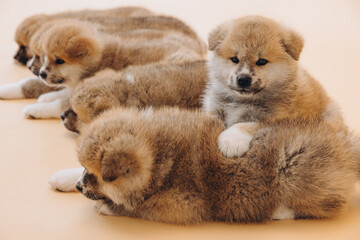 Several Akita Inu puppies are sitting nearby, many puppies, banner, concept: breeding and selling puppies Akita-Inu - 794428875