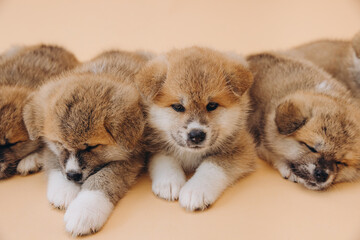 Several Akita Inu puppies are sitting nearby, many puppies, banner, concept: breeding and selling puppies Akita-Inu - 794428883