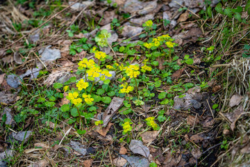 Chrysosplenium alternifolium is a species of flowering plant in the saxifrage family known as the alternate-leaved golden-saxifrage