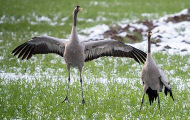 The common crane (Grus grus) pair dance on a freshly snowed branch in late spring