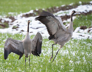 The common crane (Grus grus) pair dance on a freshly snowed branch in late spring