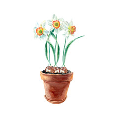 Daffodils in a pot. White flowers in a clay vessel. Vector illustration for birthday cards, spring holidays, Easter, invitations, banners, posters, labels, packaging.