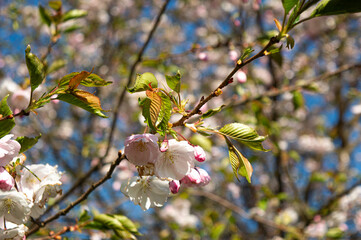 cherry blossom in spring