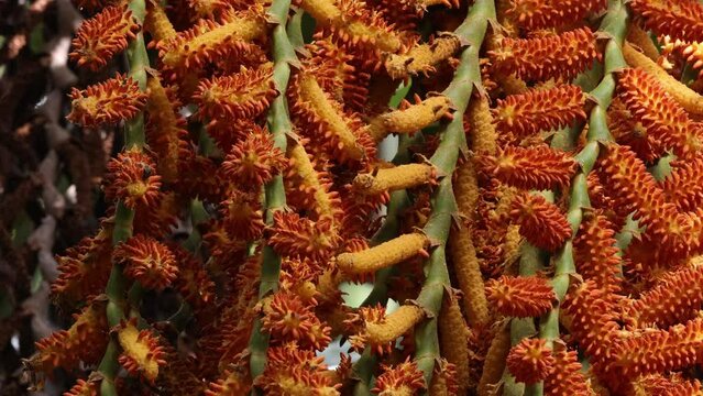 buriti palm tree in close up