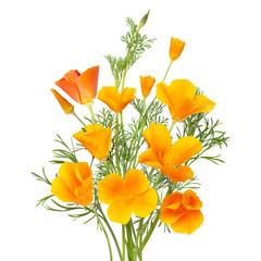 Bouquet of yellow or orange flowers Eschscholzia isolated on white background. Tender spring or summer flowers