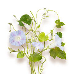 Bouquet of blue bindweed isolated on white background. Bindweed spring flowers on white background
