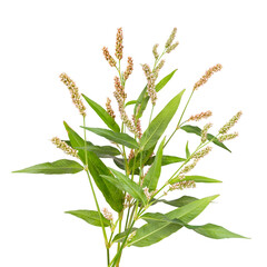 Persicaria maculosa flowers isolated on white background. Bouquet of decorative garden plant flowering as a spikelet. Spring blossom. Blooming  tree - 794434497