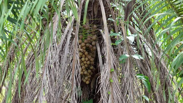 Macaw Palm Fruits