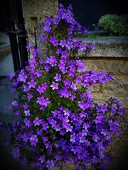 Campanula Catharina #spring #springflowers #catarina #londonaagabits @londonaagabits 