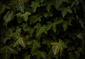 Himalayan ivy leaves, Hedera Nepalensis background. Natural green ivy leaves background. Green textured leaves growing on a tree trunk. - obrazy, fototapety, plakaty