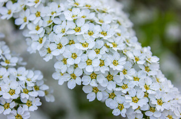 Spring background White Spirea Inflorescences close up. Selective focus on White Spirea flowers on a bush background.