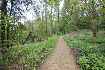 The nature of the Queens Hill forest on a rainy day
