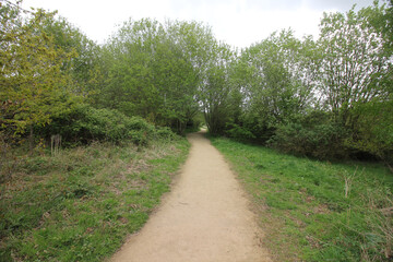 The nature of the Queens Hill forest on a rainy day
