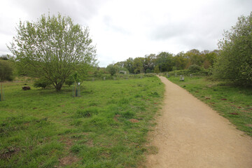 The nature of the Queens Hill forest on a rainy day