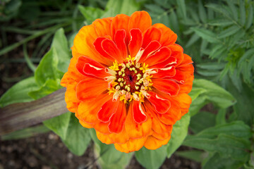 Orangene Zinnia im Gartenbeet