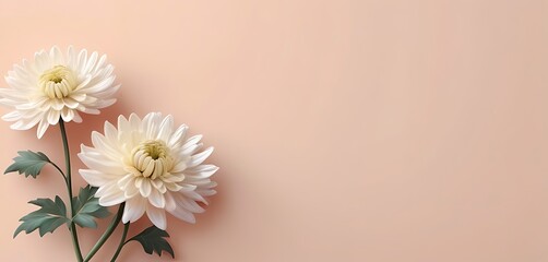 empty space, soft background, Chrysanthemum Flowers, illustration - obrazy, fototapety, plakaty