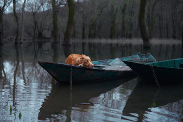 Toller dog aboard a boat, nestled among quiet waters. The Nova Scotia Duck Tolling Retriever rests...