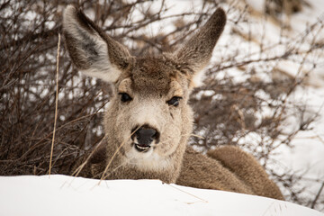 Jackson Hole Mule Deer - obrazy, fototapety, plakaty
