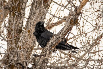 Raven