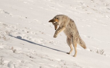 Jackson Hole Coyote