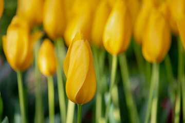 Selective focus of golden yellow flowers in garden, Tulips are plants of the genus Tulipa,...