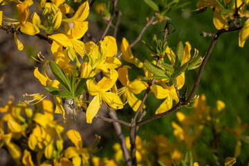 Yellow azalea flower in detail. - obrazy, fototapety, plakaty