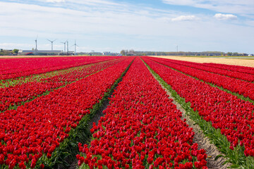 agriculture, background, beautiful, botanical, bulb, colorful, countryside, decoration,...