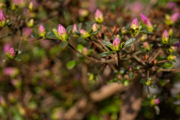 Pink azalea bud in detail.