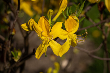 Yellow azalea flower in detail.