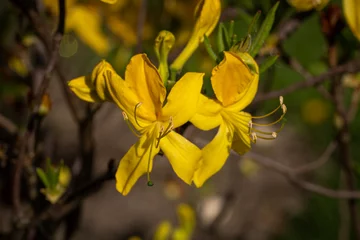 Plexiglas foto achterwand Yellow azalea flower in detail. © lapis2380