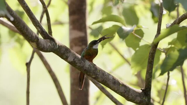 Animal Rufous-tailed Jacamar Bird preying on a butterfly