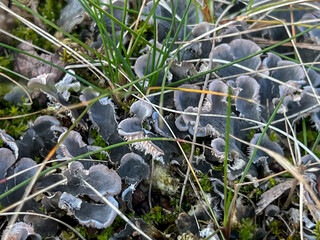 The red fungus (Peltigera rufescens (Weiss) Humb.) is a species of fungi from the Peltigeraceae...