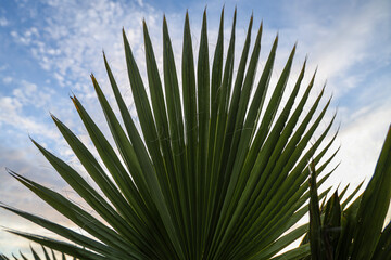 green leaves coconut against blue cloudy sky background. Palm tree leaves against sky with fluffy white clouds.