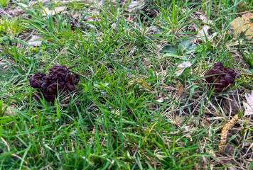 Detail shot of mushroom Gyromitra gigas, commonly known as giants false morel, snow morel, snow false morel, calf brain or bull nose