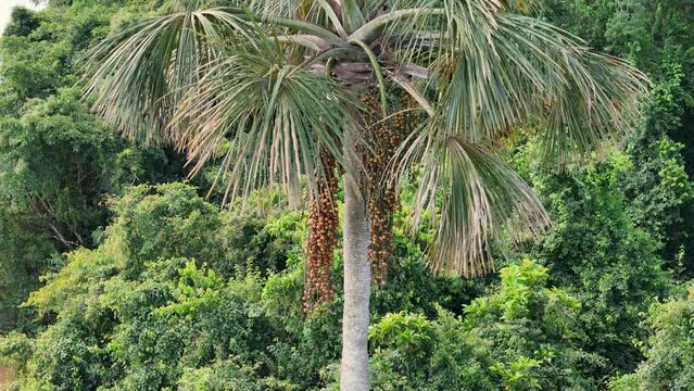 fruits of the buriti palm tree