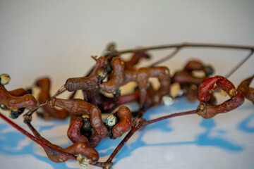 Rare fruit, Japanese grape, (Hovenia dulcis), ripe on selective focus and white background....