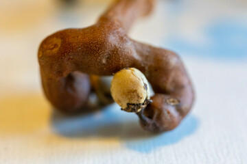 Rare fruit, Japanese grape, (Hovenia dulcis), ripe on selective focus and white background. Uva-japão