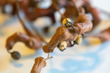 Rare fruit, Japanese grape, (Hovenia dulcis), ripe on selective focus and white background. Uva-japão