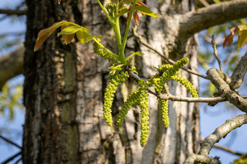 Walnut flowers on a tree.