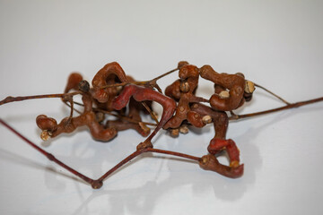 Rare fruit, Japanese grape, (Hovenia dulcis), ripe on selective focus and white background. Uva-japão