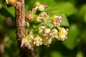 Close-up of blackcurrant flower and green leaves.