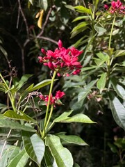 Flower of Pentas lanceolata Indian native