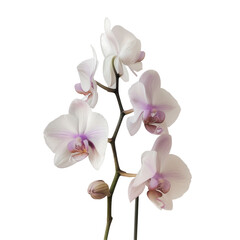 A solitary Phalaenopsis flower flaunting its delicate white and purple petals stands out against a clear transparent background