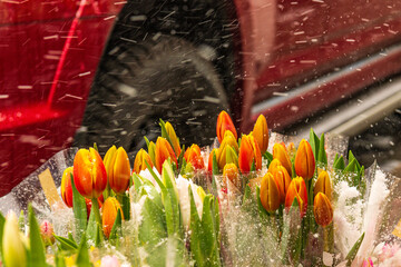 easter flowers in falling snow: tulips fresh cut in bunches for sale on sidewalk in spring shot...